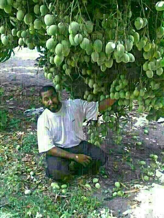 pohon panen  © 2016 brilio.net