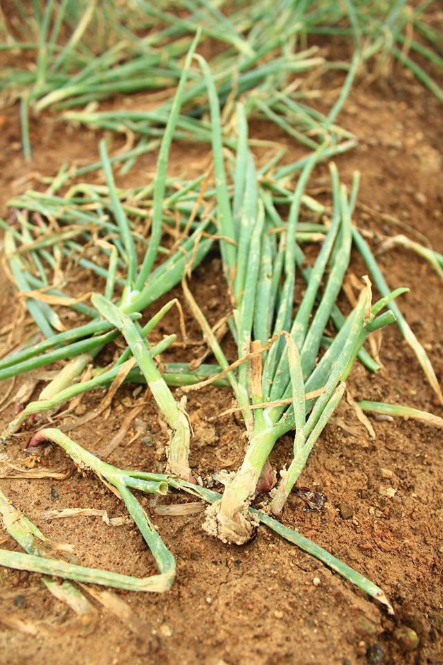 pengunjung alay © 2016 brilio.net