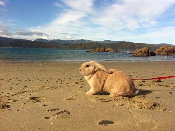 hewan berjemur © 2016 brilio.net hewan berjemur © 2016 brilio.net