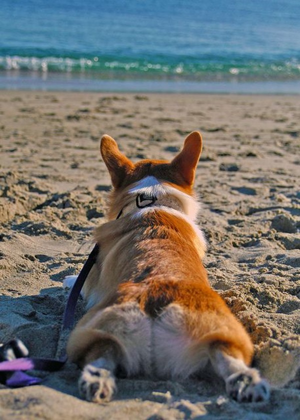 hewan berjemur © 2016 brilio.net hewan berjemur © 2016 brilio.net