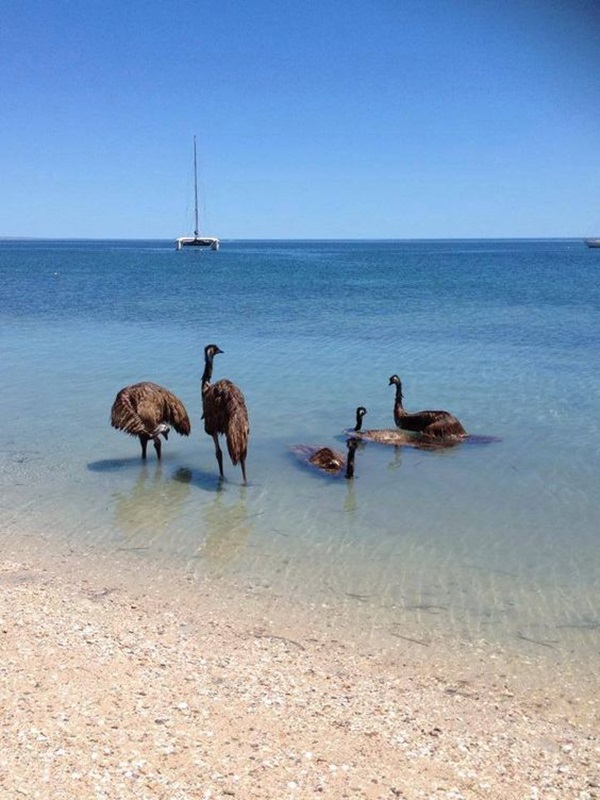 hewan berjemur © 2016 brilio.net hewan berjemur © 2016 brilio.net