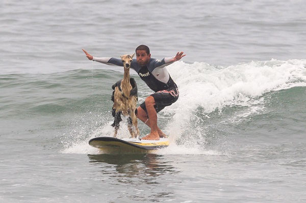 hewan berjemur © 2016 brilio.net hewan berjemur © 2016 brilio.net