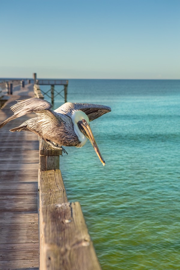 hewan berjemur © 2016 brilio.net hewan berjemur © 2016 brilio.net