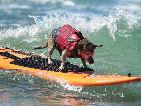 hewan berjemur © 2016 brilio.net hewan berjemur © 2016 brilio.net