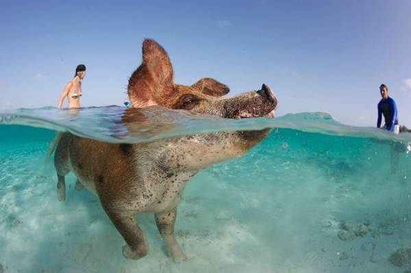 hewan berjemur © 2016 brilio.net hewan berjemur © 2016 brilio.net