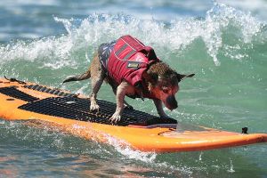 15 Gaya lucu hewan nikmati suasana pantai, berjemur ala-ala seleb!