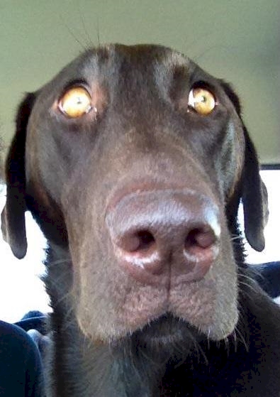 Hewan Ke Dokter Hewan © 2016 brilio.net