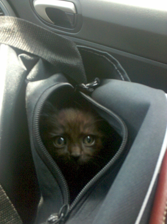 Hewan Ke Dokter Hewan © 2016 brilio.net