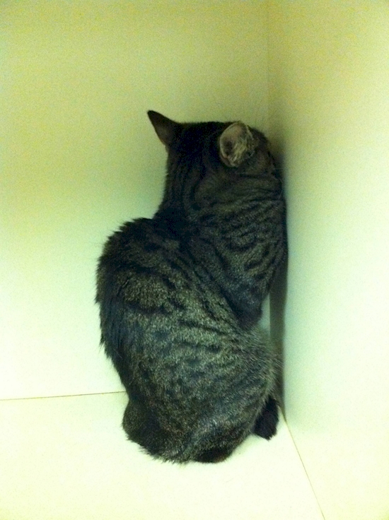 Hewan Ke Dokter Hewan © 2016 brilio.net