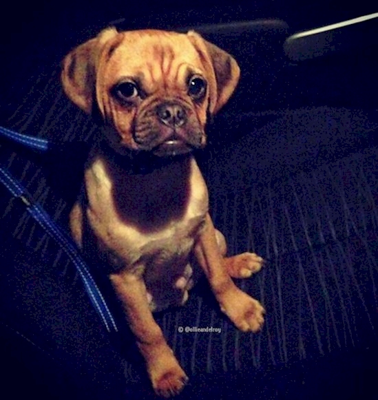 Hewan Ke Dokter Hewan © 2016 brilio.net