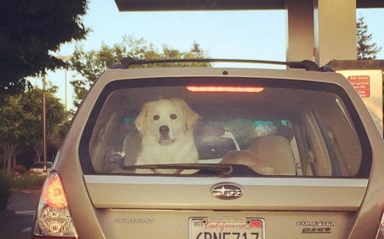 Hewan Ke Dokter Hewan © 2016 brilio.net