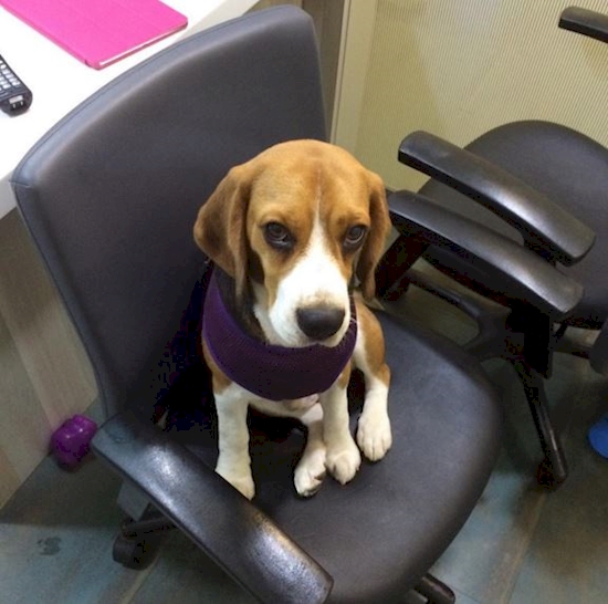 Hewan Ke Dokter Hewan © 2016 brilio.net