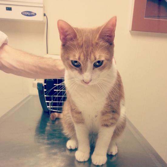 Hewan Ke Dokter Hewan © 2016 brilio.net