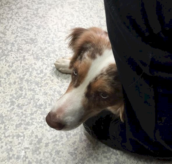 Hewan Ke Dokter Hewan © 2016 brilio.net