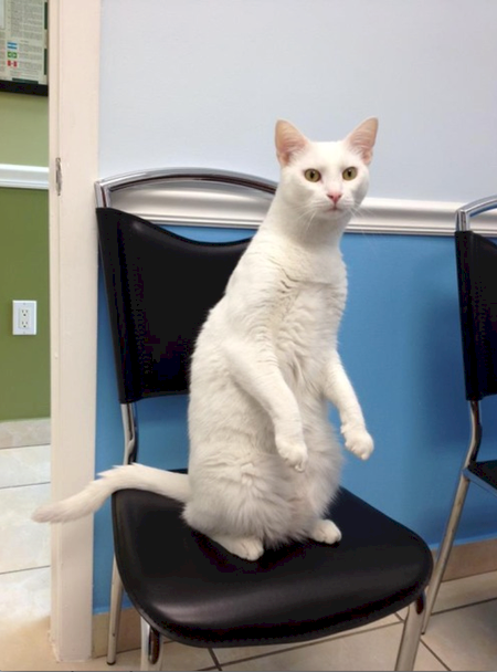 Hewan Ke Dokter Hewan © 2016 brilio.net