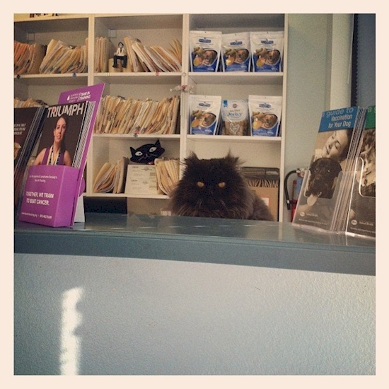 Hewan Ke Dokter Hewan © 2016 brilio.net