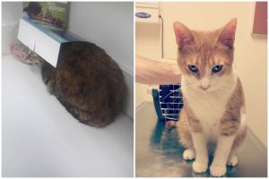 15 Reaksi lucu hewan saat bertemu dokter, takut disuntik ya? 