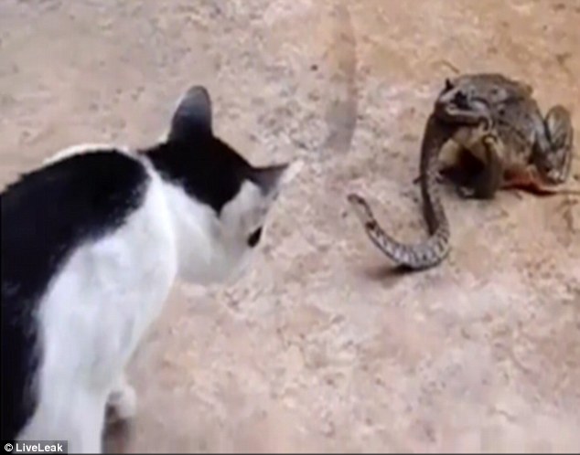 Tarung sama kucing, ular ini dimakan hidup-hidup oleh kodok