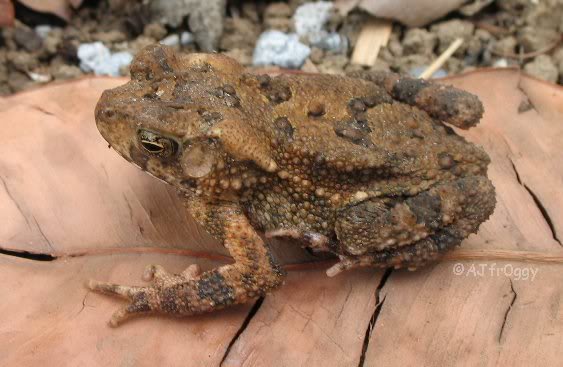 Katak Peliharaan © 2016 brilio.net