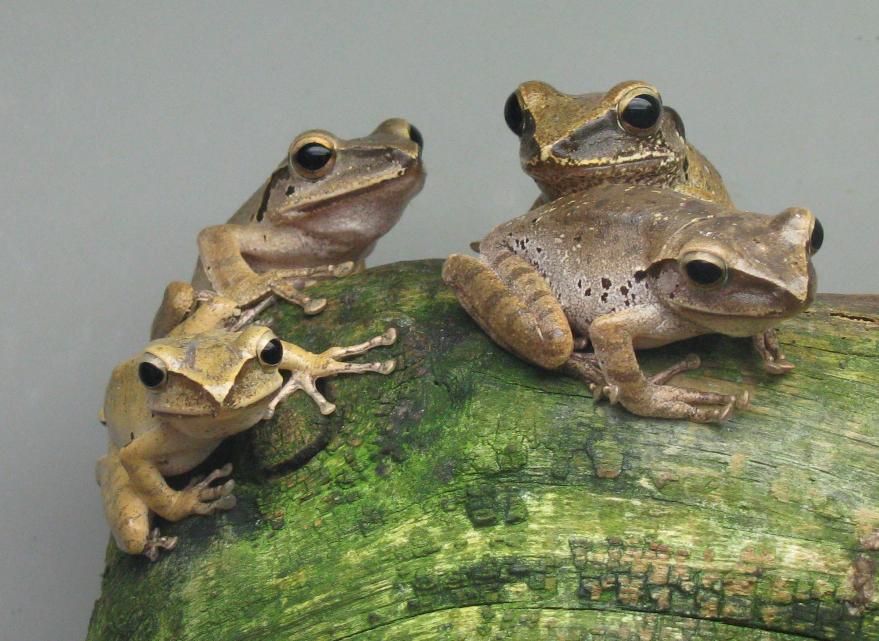 Katak Peliharaan © 2016 brilio.net