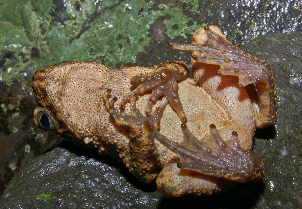 Katak Peliharaan © 2016 brilio.net