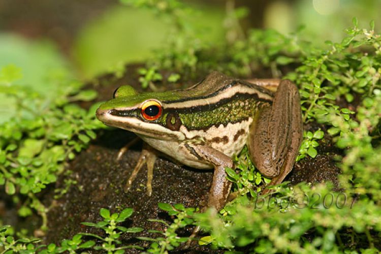 10 Jenis katak  ini bisa jadi hewan peliharaan ada yang 