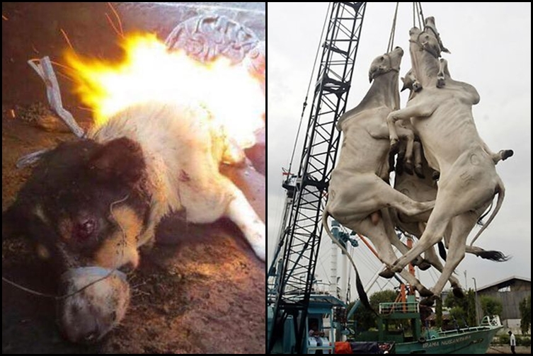 11 Foto bukti kekejaman manusia terhadap binatang, kok tega ya!
