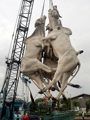 Hewan Siksa © 2016 brilio.net