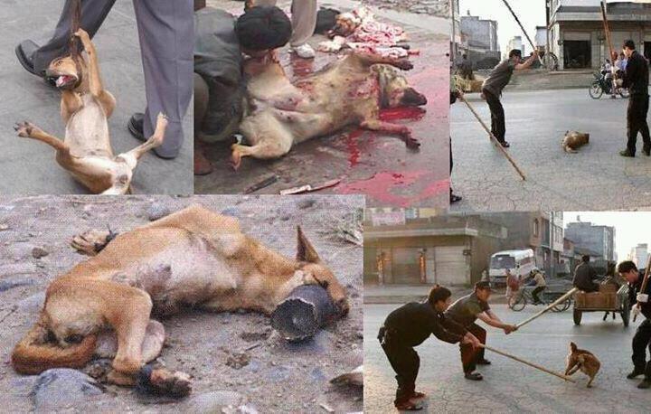 Hewan Siksa © 2016 brilio.net