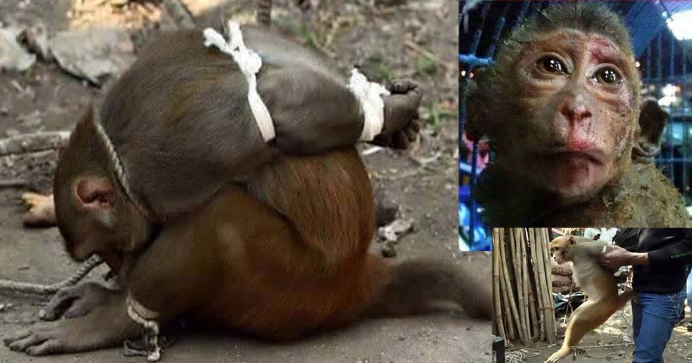 Hewan Siksa © 2016 brilio.net