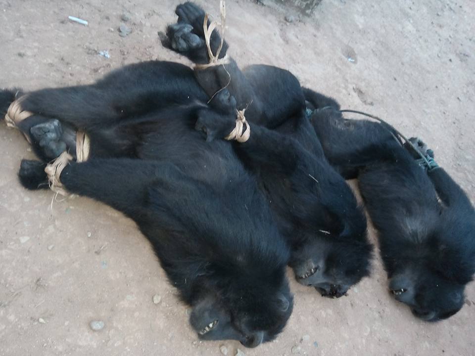 Hewan Siksa © 2016 brilio.net