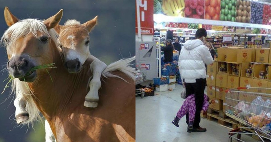 pengasuhan hewan  © 2016 brilio.net pengasuhan hewan  © 2016 brilio.net