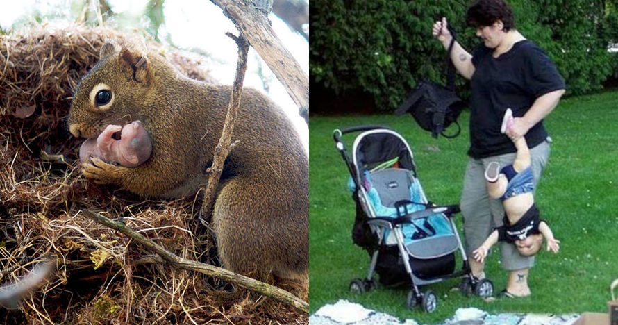 pengasuhan hewan  © 2016 brilio.net pengasuhan hewan  © 2016 brilio.net