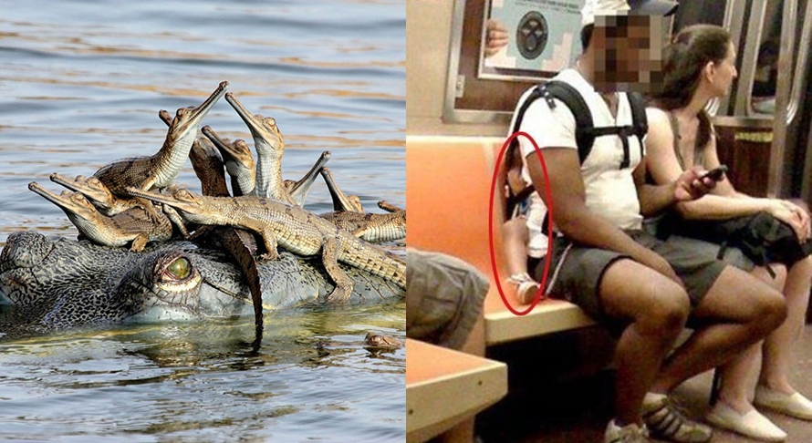 pengasuhan hewan  © 2016 brilio.net pengasuhan hewan  © 2016 brilio.net