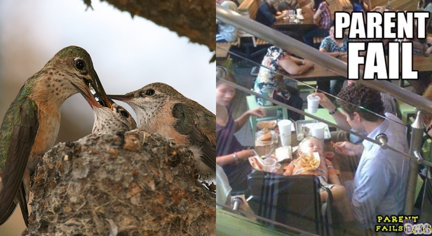 pengasuhan hewan  © 2016 brilio.net pengasuhan hewan  © 2016 brilio.net