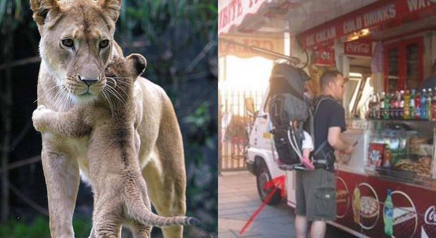 pengasuhan hewan  © 2016 brilio.net pengasuhan hewan  © 2016 brilio.net