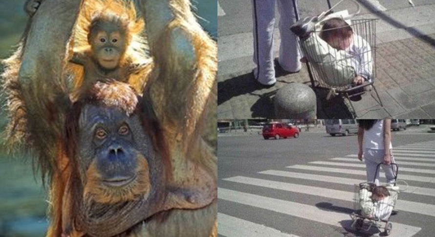 pengasuhan hewan  © 2016 brilio.net pengasuhan hewan  © 2016 brilio.net