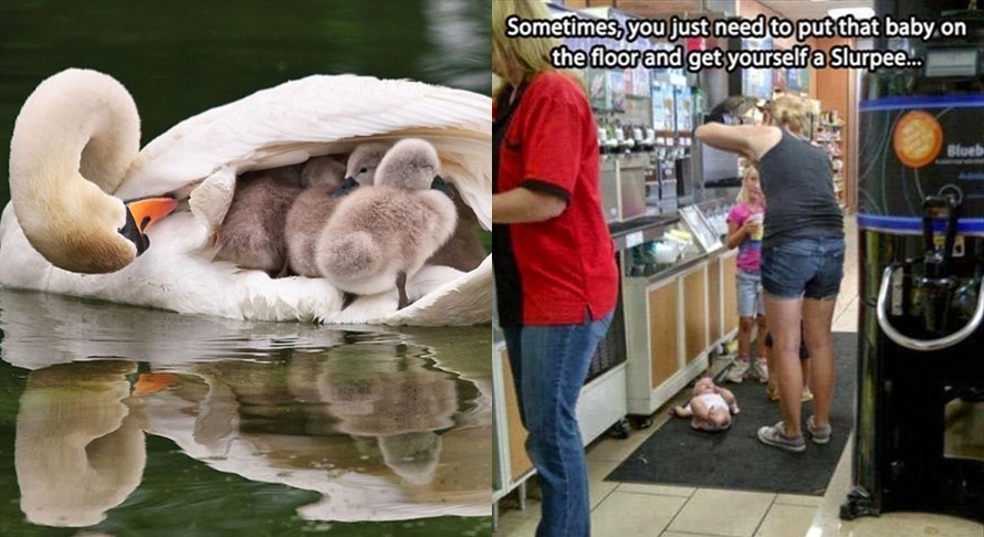 pengasuhan hewan  © 2016 brilio.net pengasuhan hewan  © 2016 brilio.net