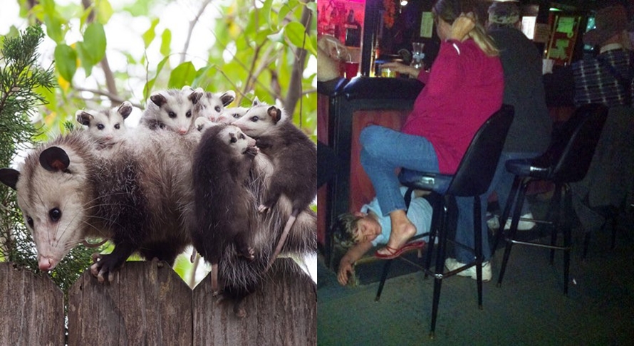 pengasuhan hewan  © 2016 brilio.net pengasuhan hewan  © 2016 brilio.net