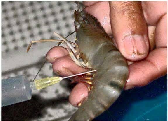 Makan Bahaya © 2016 brilio.net