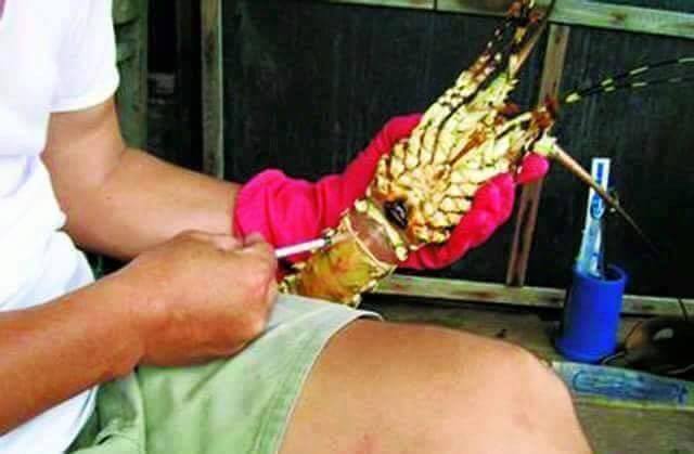 Makan Bahaya © 2016 brilio.net