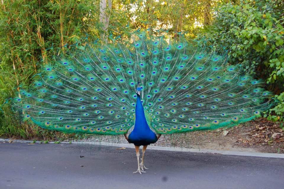 25 Burung dengan warna bulu indah, bikin pengen ke kebun binatang nih!
