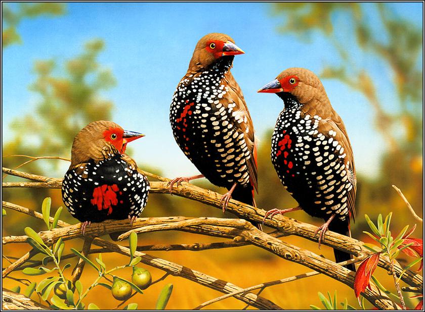 25 Burung  dengan warna  bulu indah bikin pengen ke kebun 