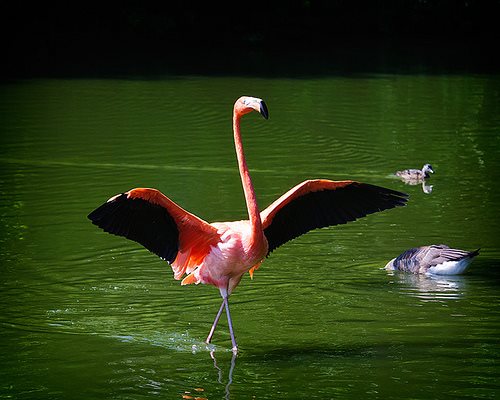 25 Burung Dengan Warna Bulu Indah Bikin Pengen Ke Kebun Binatang
