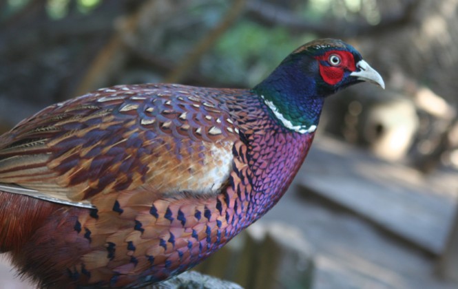 Ragam Bulu Burung © 2016 brilio.net