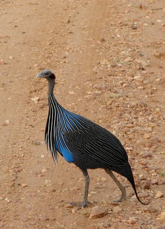 Ragam Bulu Burung © 2016 brilio.net