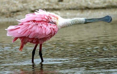 Ragam Bulu Burung © 2016 brilio.net