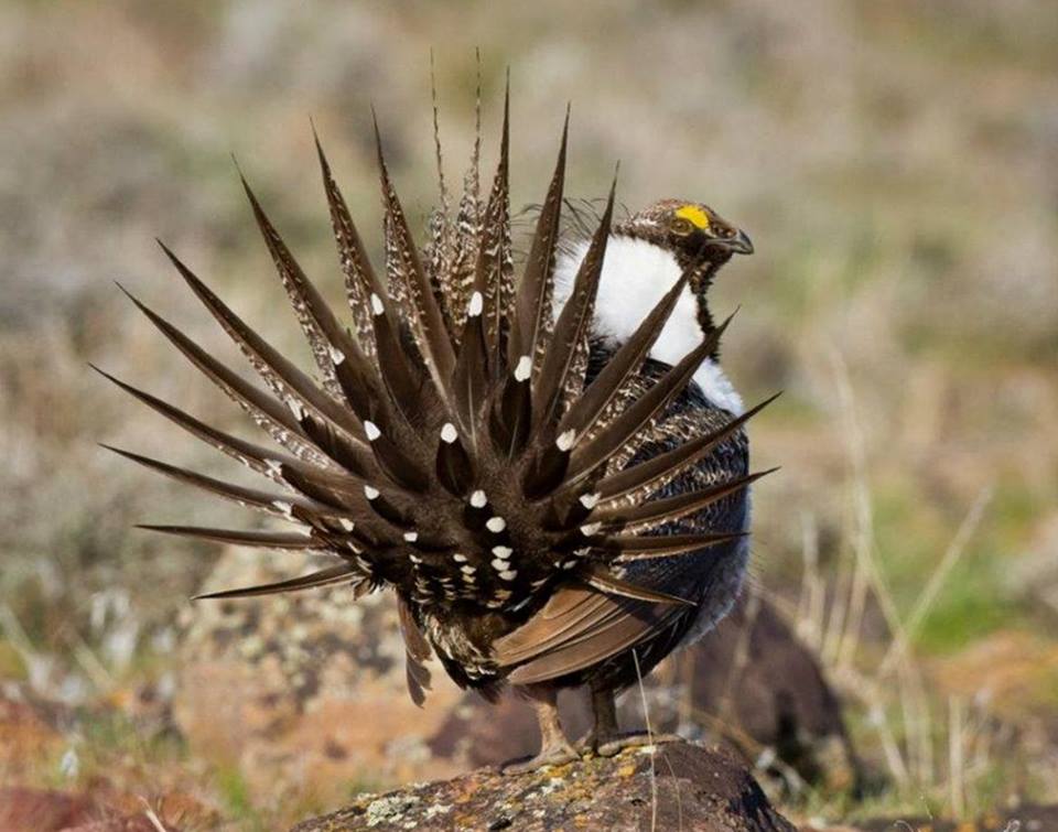 Ragam Bulu Burung © 2016 brilio.net