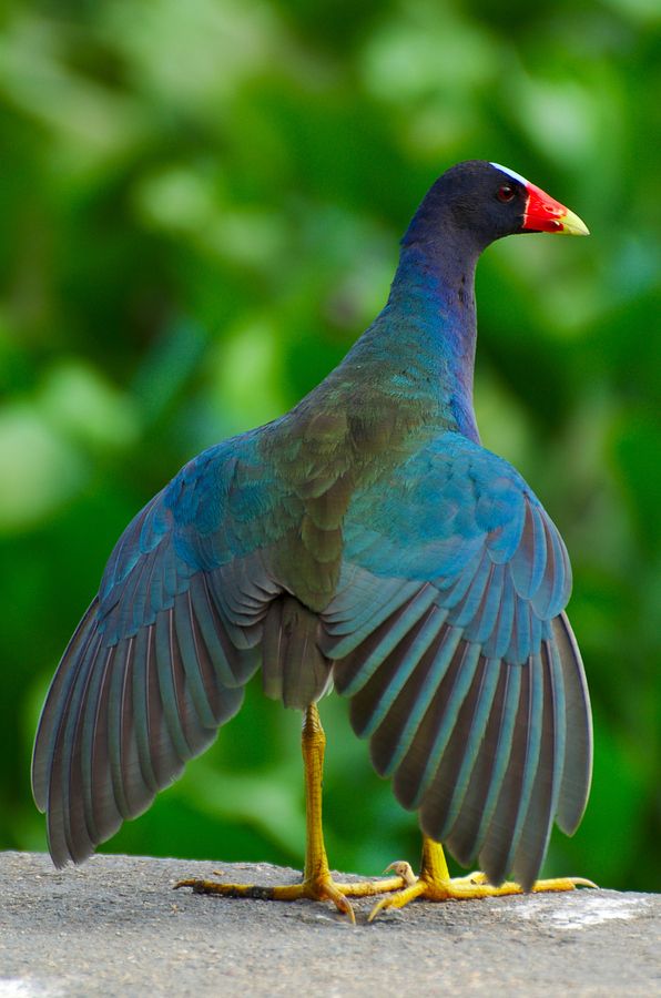 Ragam Bulu Burung © 2016 brilio.net