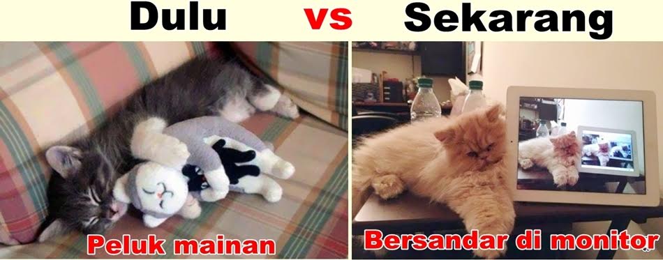 meme hewan lucu © 2016 brilio.net